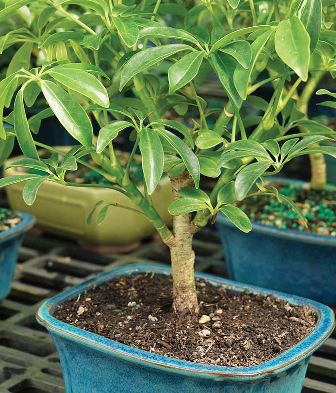 umbrella plant pots Lush Umbrella Bonsai Planter
