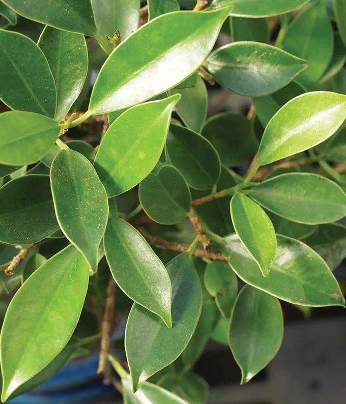 Golden Gate Ficus Bonsai Tree