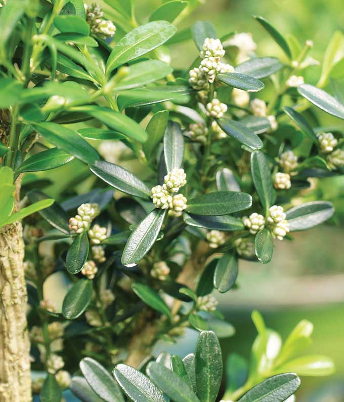 Harland Boxwood Bonsai Tree