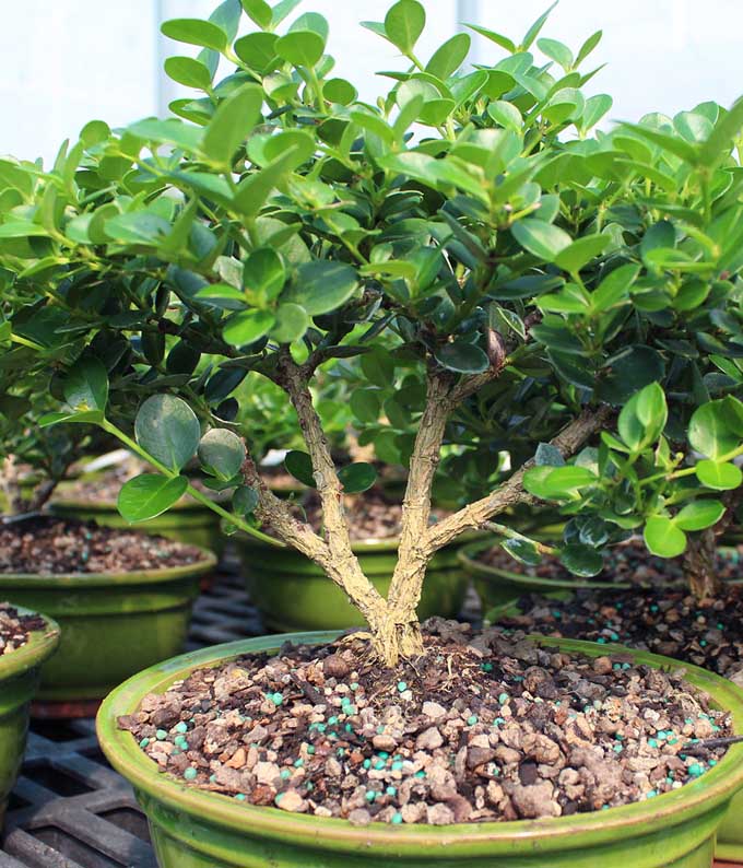 Natal Plum Potted Bonsai