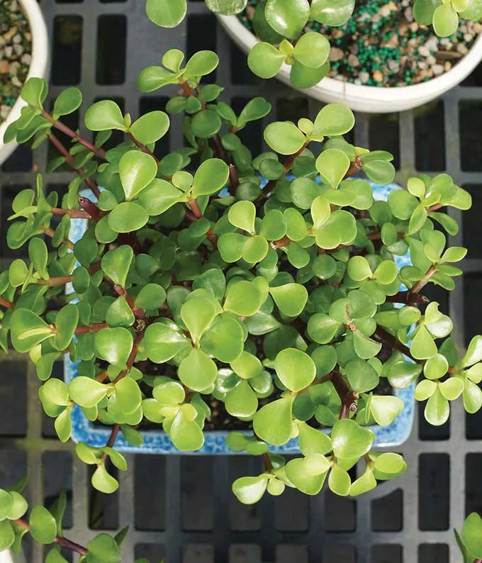 jade plant succulent bonsai Succulent Jade Bonsai Tree