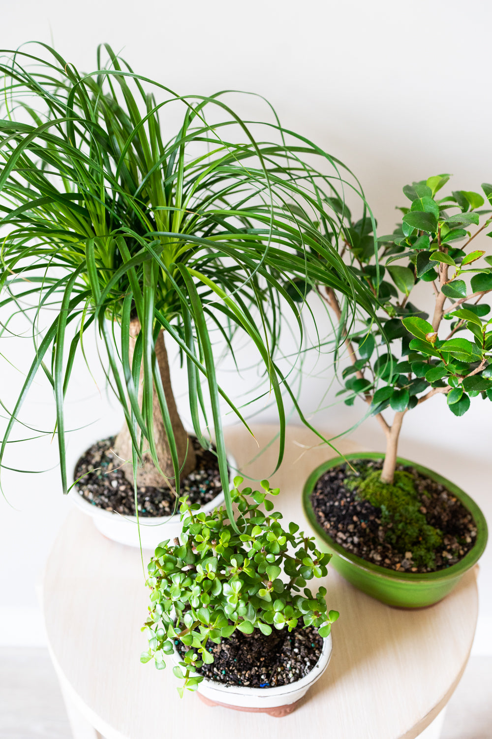 send money tree Potted Money Tree