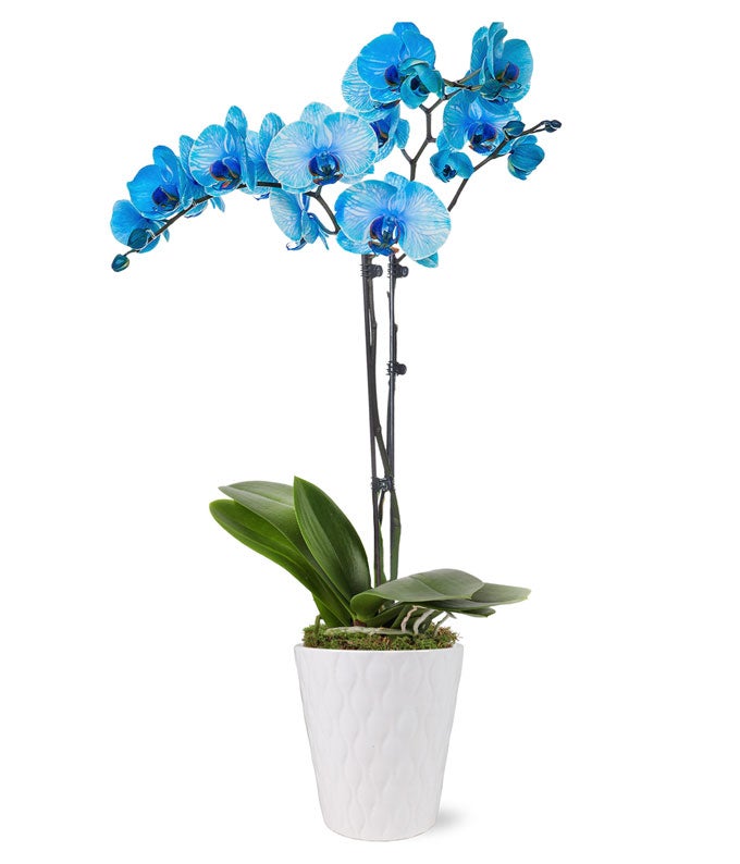 Blue Orchid