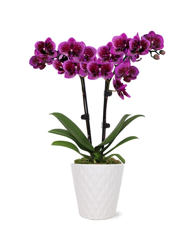 Posh Purple Orchid Plant