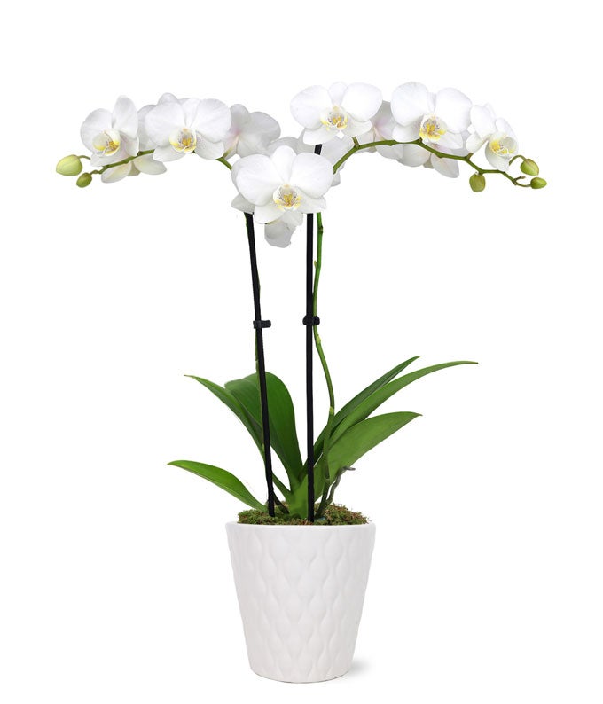 Pearly White Orchid Plant