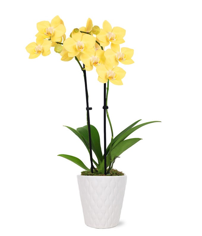 Lustrous Yellow Orchid Plant