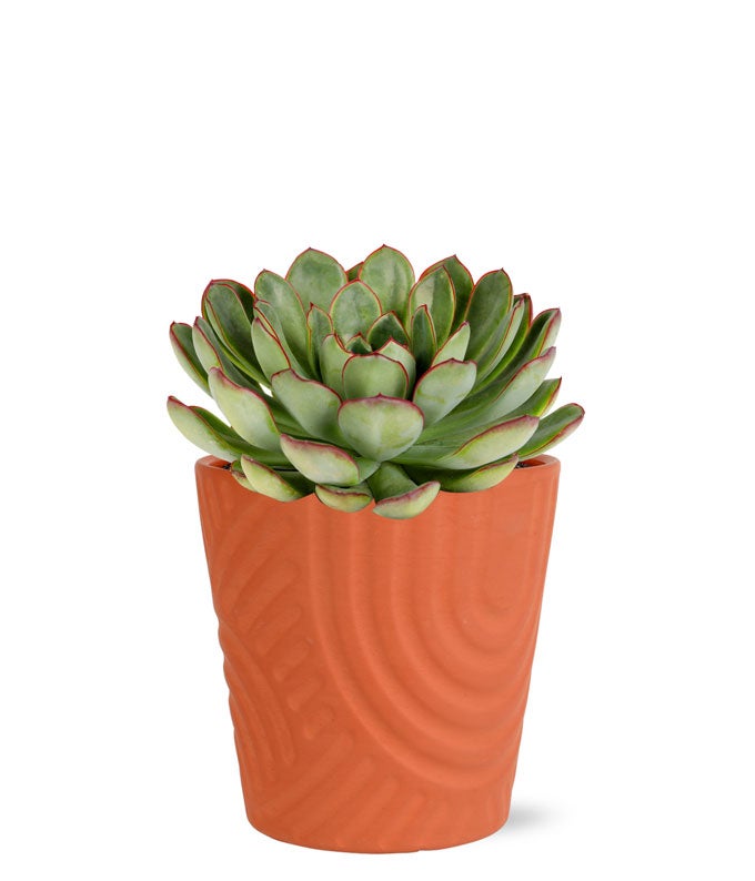 Classic Succulent Plant