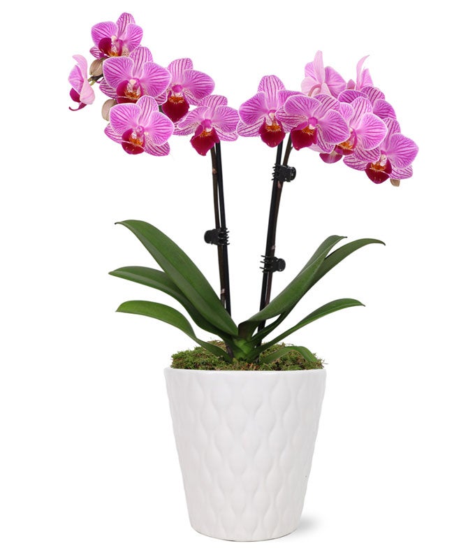 Perfect Pink and White Orchid