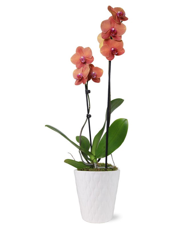 Peachy Keen Orchid