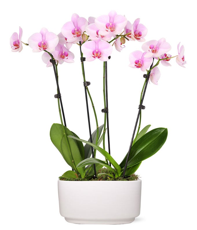 Sweet Love Orchid Plant