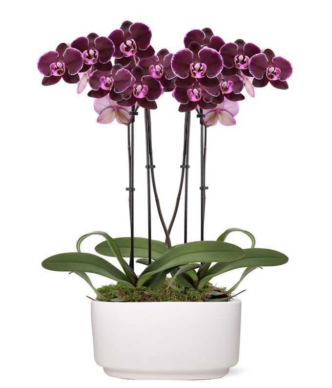 Radiant Purple Orchid Plant