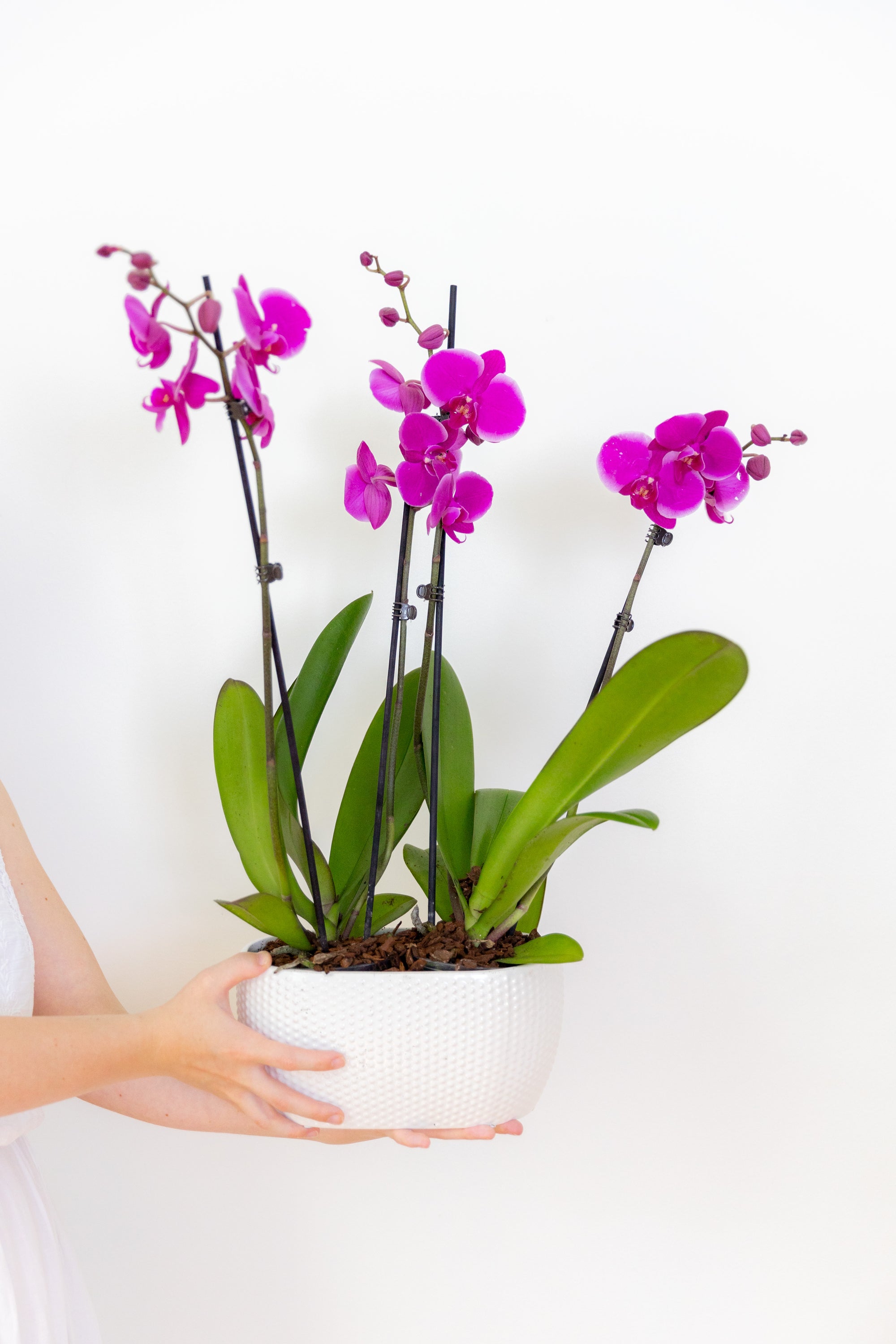 money tree orchid Potted Money Tree