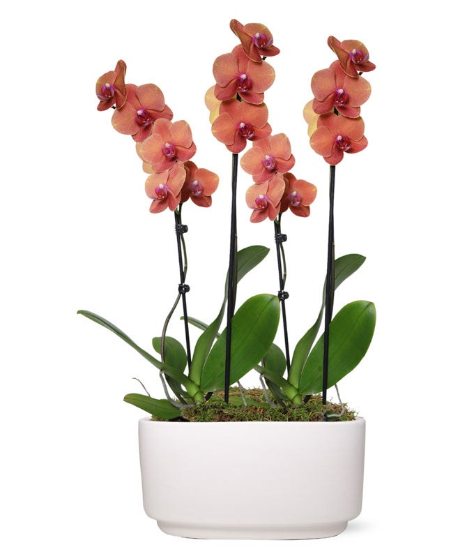 peach planter pot Peach Orchid Plant