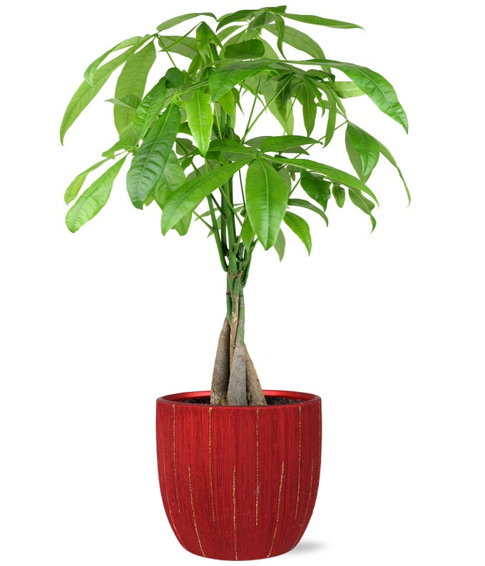 artificial money tree plant Valentine Money Tree