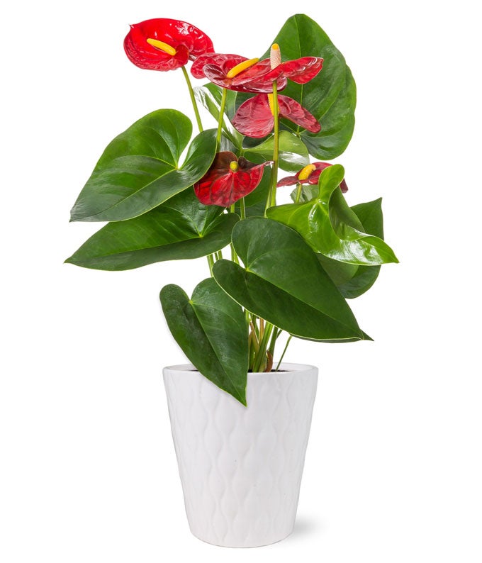 Anthurium Plant