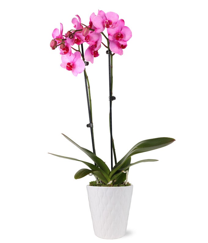 Pink Vibrance Orchid