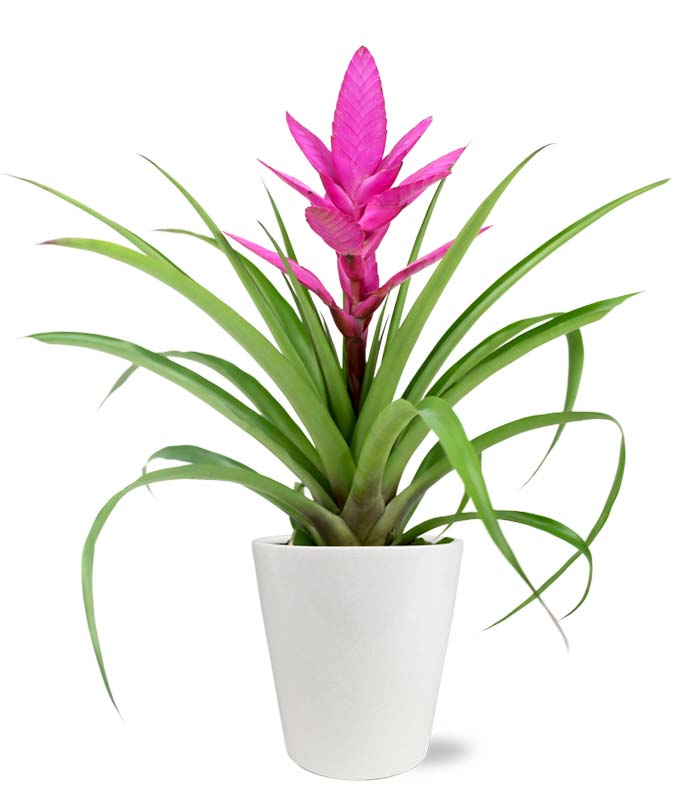Pink Tropical Bromeliad Plant