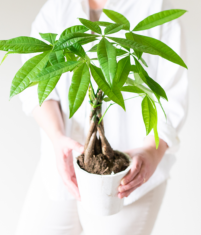fortune money plant Good Fortune Money Tree
