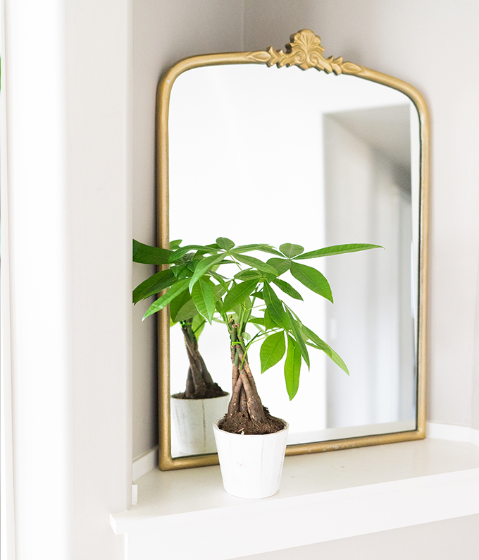 money tree good fortune Good Fortune Money Tree
