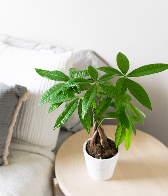 money tree good fortune Good Fortune Money Tree