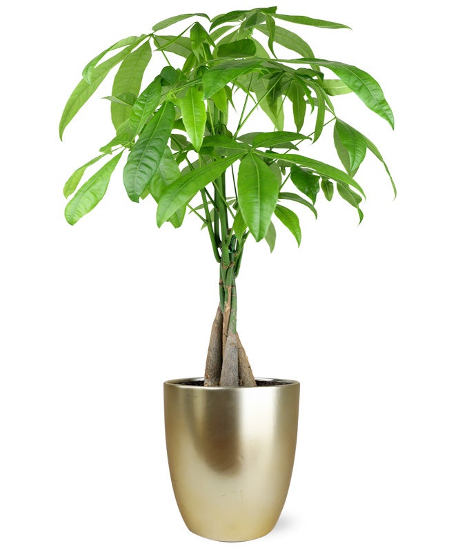 another name for money plant Whimsical Money Tree