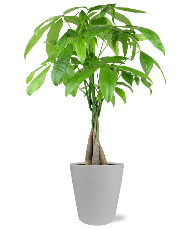 money tree plant shop Modern Money Tree