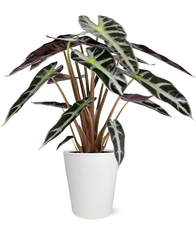 buy elephant ear plant online Elephant's Ear Plant