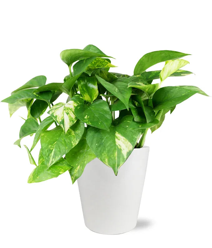 golden pothos planter Peaceful Pothos Planter