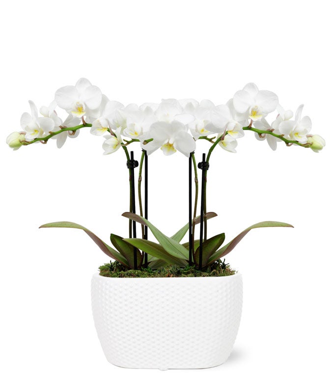 Glorious Mini Orchid Planter