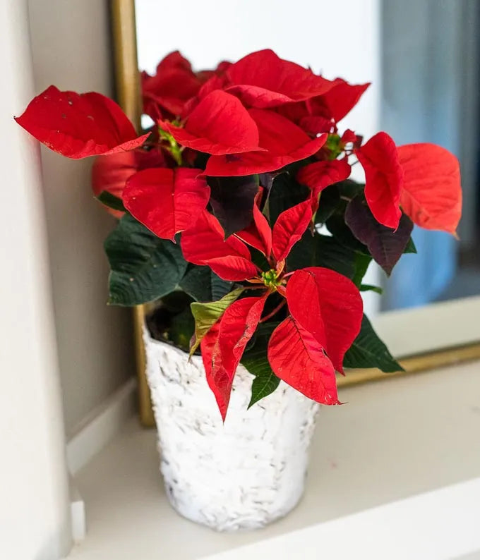 Classic Birch Poinsettia Planter