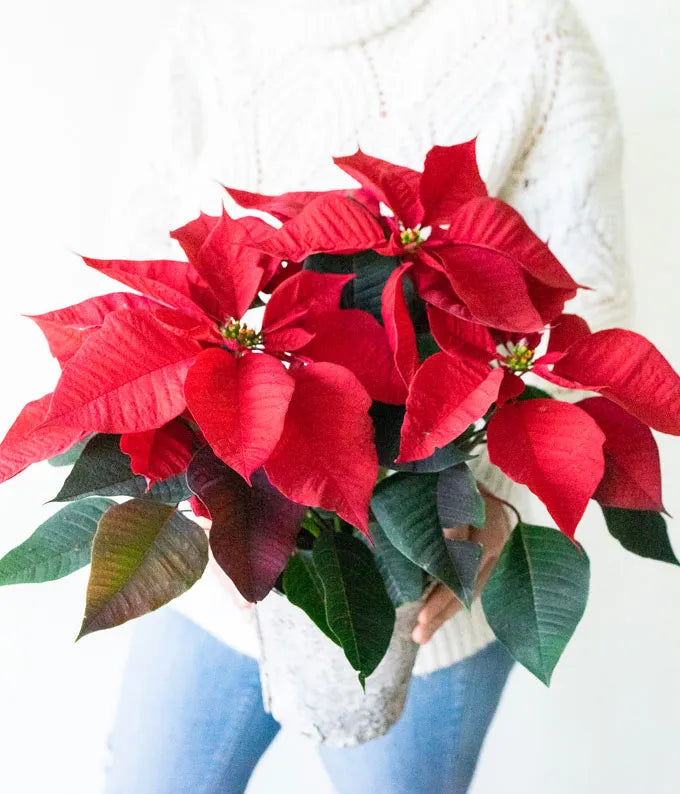 Holiday Cheer Birch Poinsettia