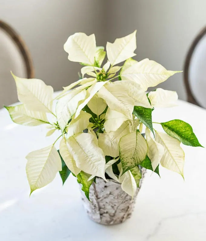 Winter Birch White Poinsettia Plant