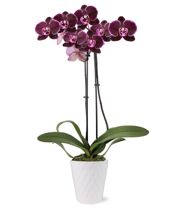 Paradise Purple Orchid