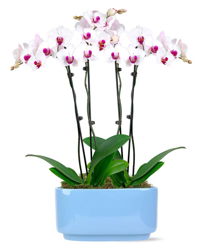 Sweetest Surprise Orchid Plant Duo