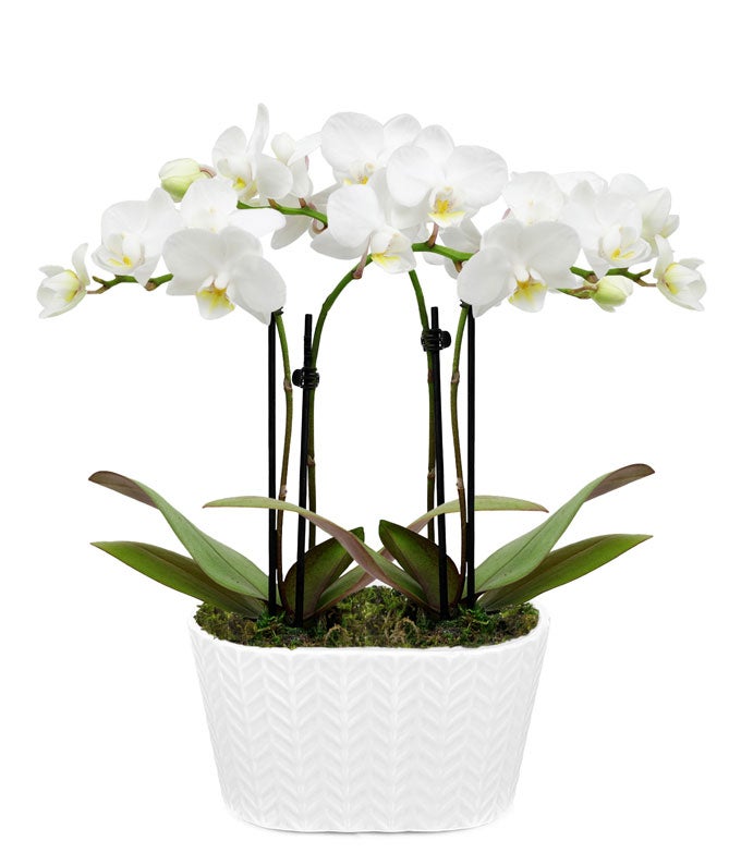 Purely Pristine White Orchid Duo