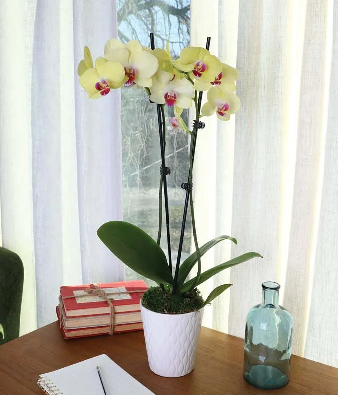 orchid plant pots large Large Yellow Orchid Plant