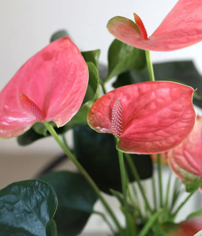 anthurium español Lovely Pink Potted Pink Anthurium