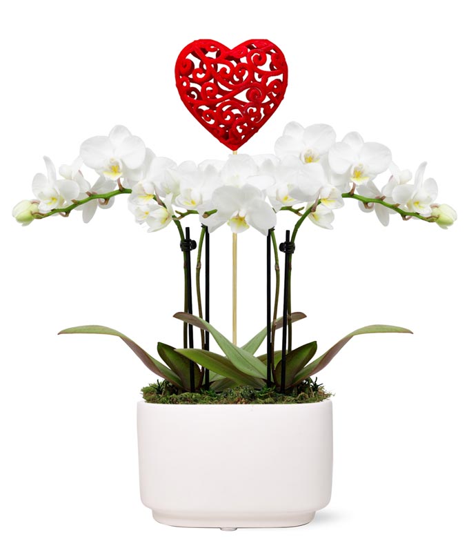 Mini Heart Orchid Garden