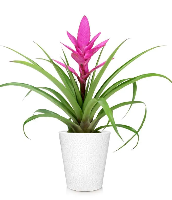 Posh Pink Tropical Bromeliad Plant