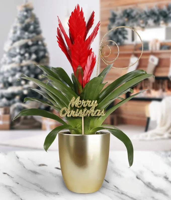 Merry Christmas Red Bromeliad