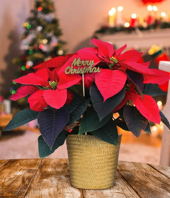 Premium Merry Christmas Poinsettia