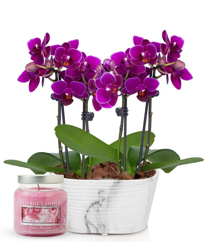 Picturesque Purple Mini Orchid &amp; Cherry Blossom Candle Bundle
