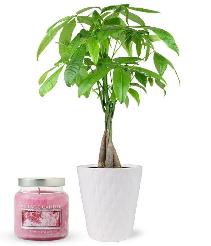Good Fortune Money Tree &amp; Cherry Blossom Candle Bundle