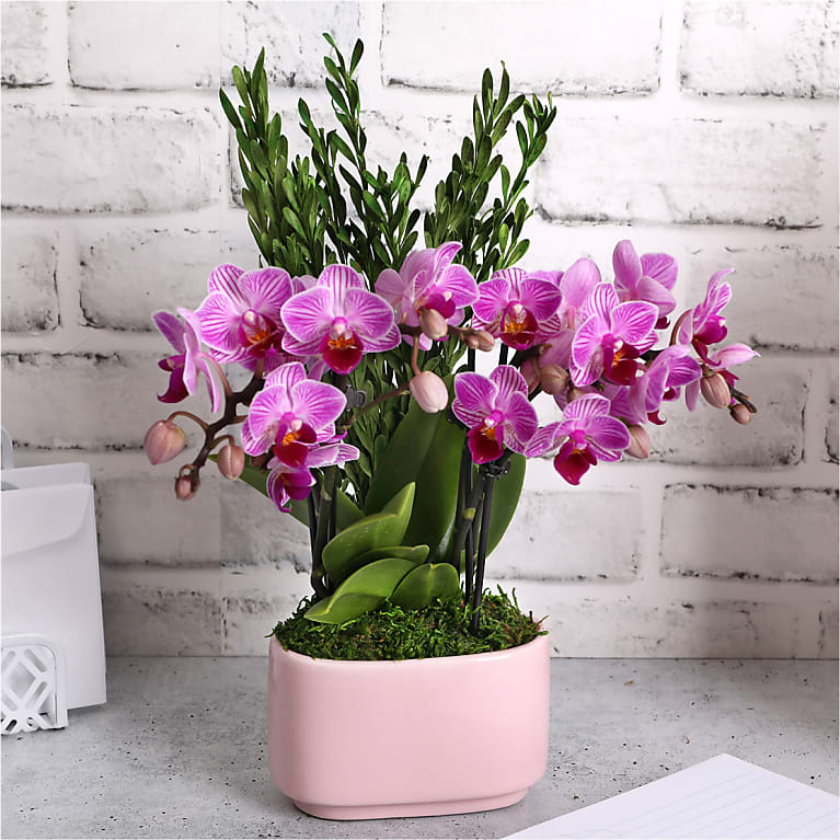 Tropical Romance Mini Orchid Garden