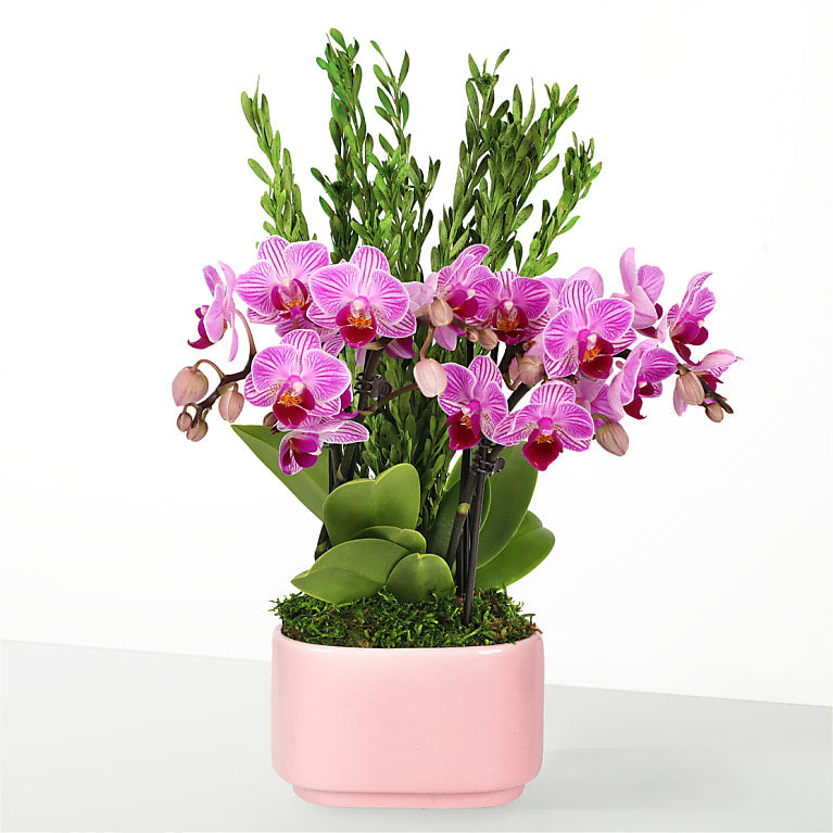Tropical Romance Mini Orchid Garden