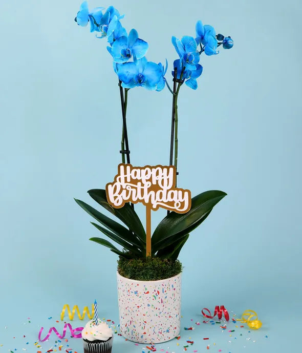 Blue Happy Birthday Confetti Orchid