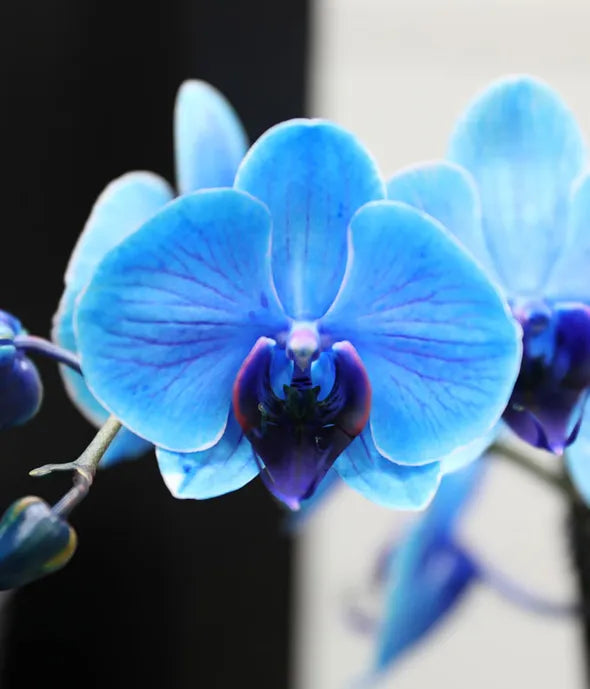 Blue Happy Birthday Confetti Orchid
