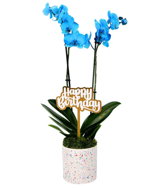 Blue Happy Birthday Confetti Orchid