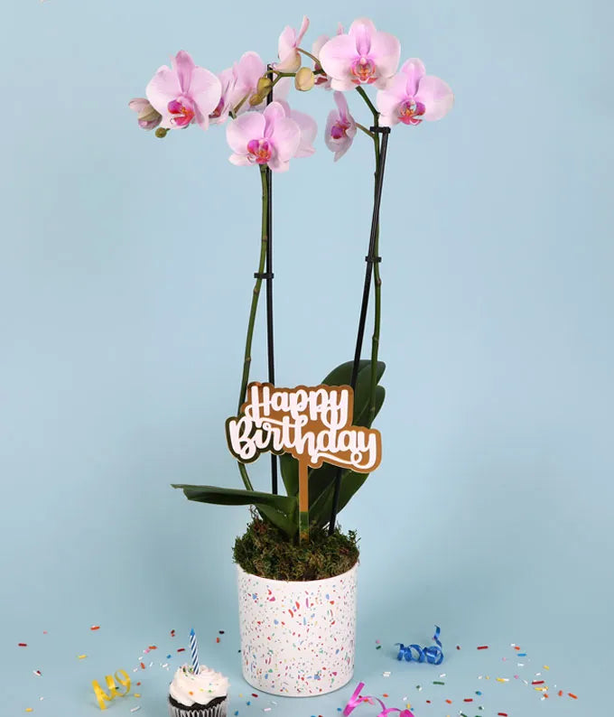 Pink Confetti Birthday Orchid