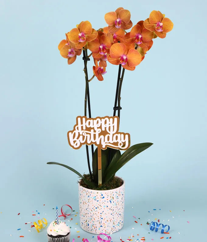 Peach Confetti Birthday Orchid
